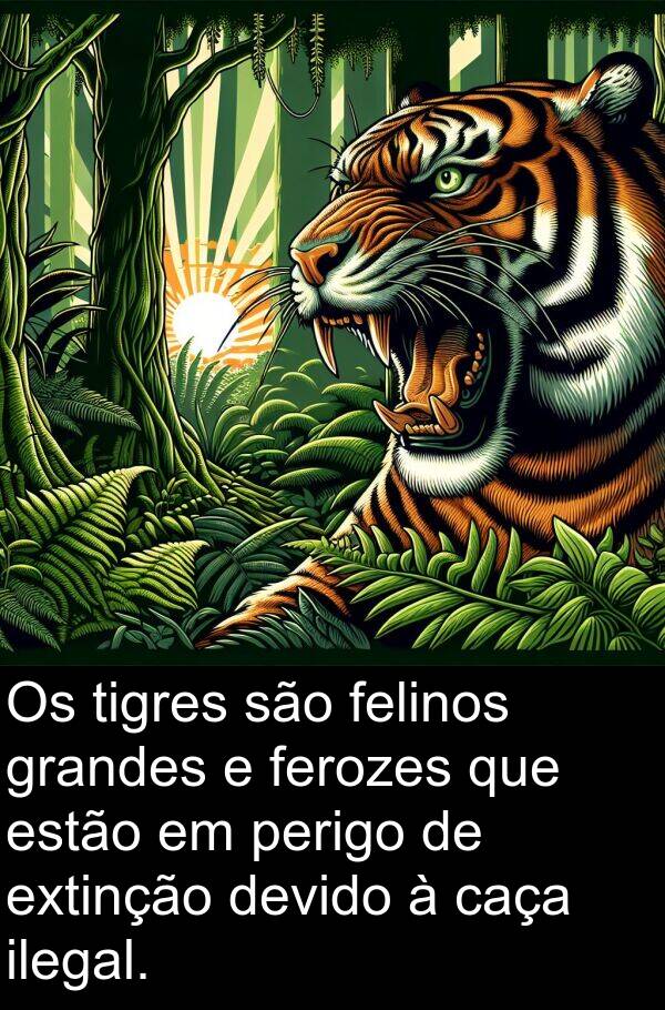 ilegal: Os tigres são felinos grandes e ferozes que estão em perigo de extinção devido à caça ilegal.