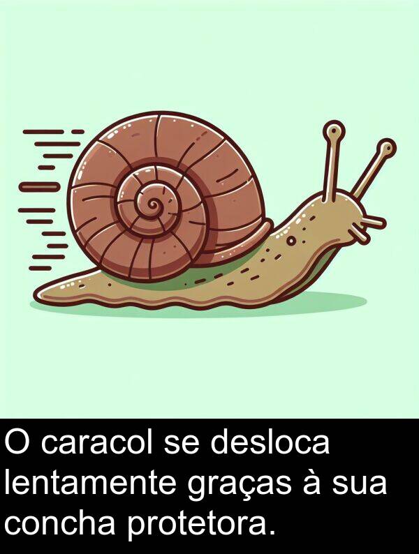 lentamente: O caracol se desloca lentamente graças à sua concha protetora.