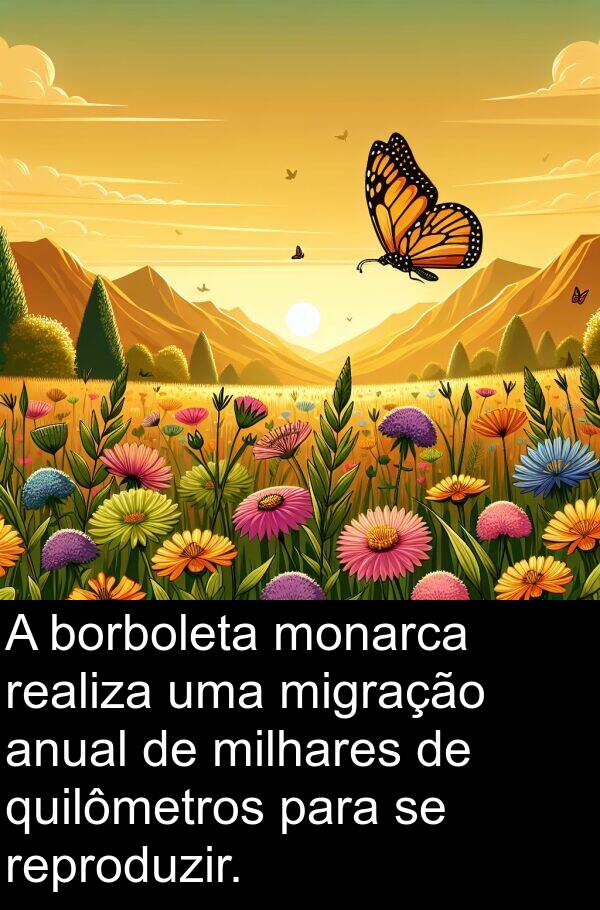 quilômetros: A borboleta monarca realiza uma migração anual de milhares de quilômetros para se reproduzir.