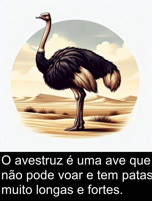 patas: O avestruz é uma ave que não pode voar e tem patas muito longas e fortes.