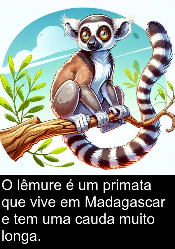 lêmure: O lêmure é um primata que vive em Madagascar e tem uma cauda muito longa.