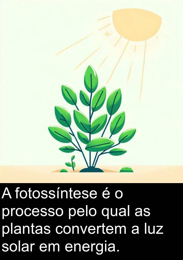 processo: A fotossíntese é o processo pelo qual as plantas convertem a luz solar em energia.