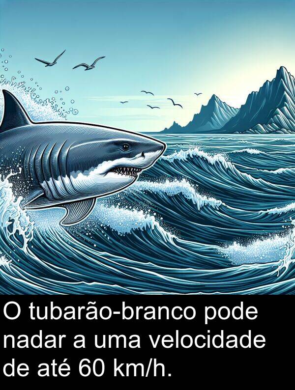 velocidade: O tubarão-branco pode nadar a uma velocidade de até 60 km/h.