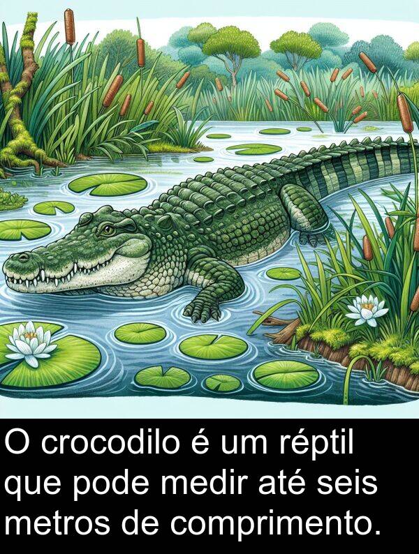 metros: O crocodilo é um réptil que pode medir até seis metros de comprimento.