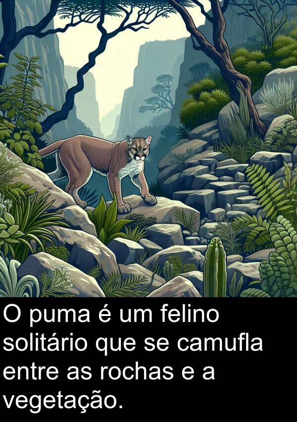 vegetação: O puma é um felino solitário que se camufla entre as rochas e a vegetação.