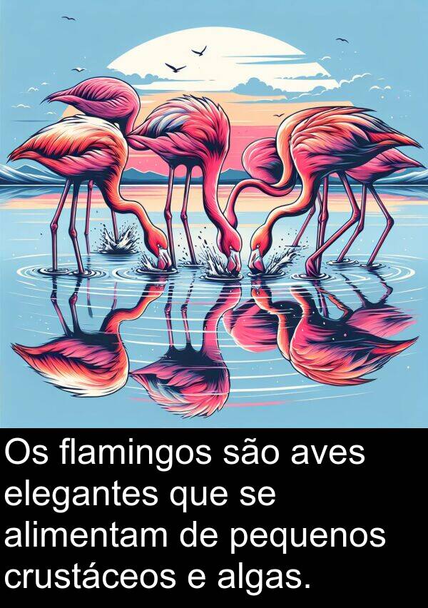 pequenos: Os flamingos são aves elegantes que se alimentam de pequenos crustáceos e algas.