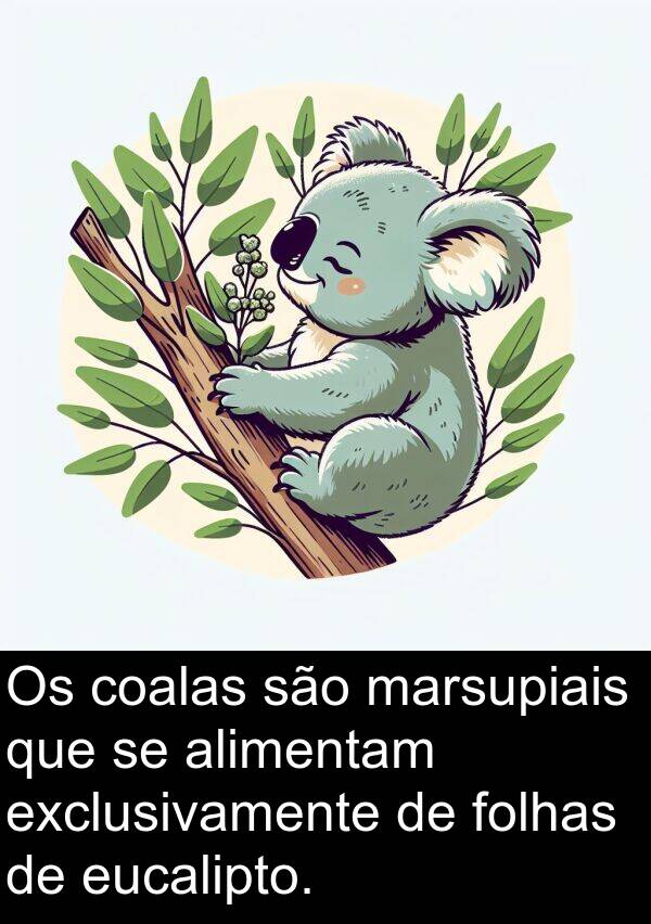 marsupiais: Os coalas são marsupiais que se alimentam exclusivamente de folhas de eucalipto.