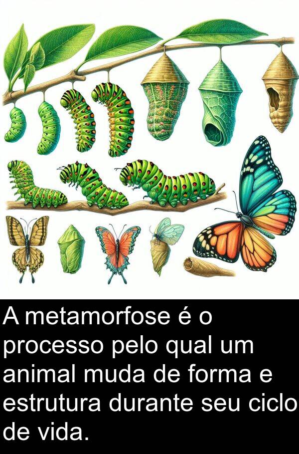 muda: A metamorfose é o processo pelo qual um animal muda de forma e estrutura durante seu ciclo de vida.