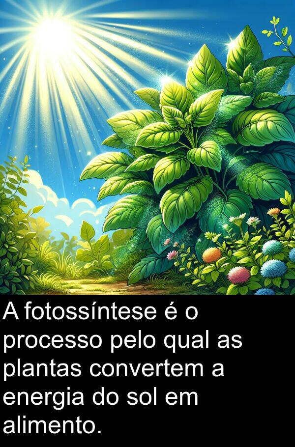 processo: A fotossíntese é o processo pelo qual as plantas convertem a energia do sol em alimento.