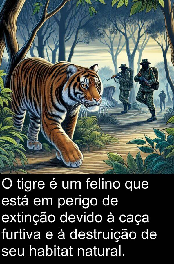 habitat: O tigre é um felino que está em perigo de extinção devido à caça furtiva e à destruição de seu habitat natural.