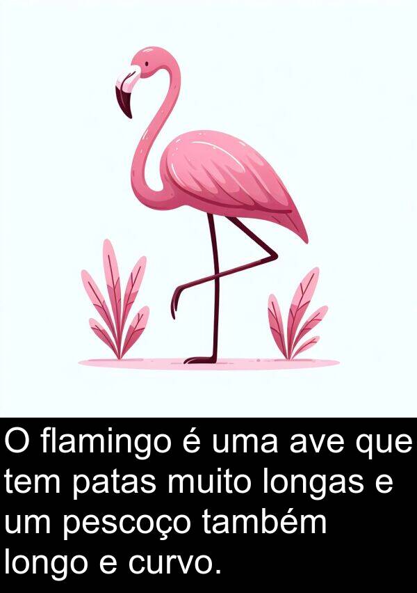 também: O flamingo é uma ave que tem patas muito longas e um pescoço também longo e curvo.