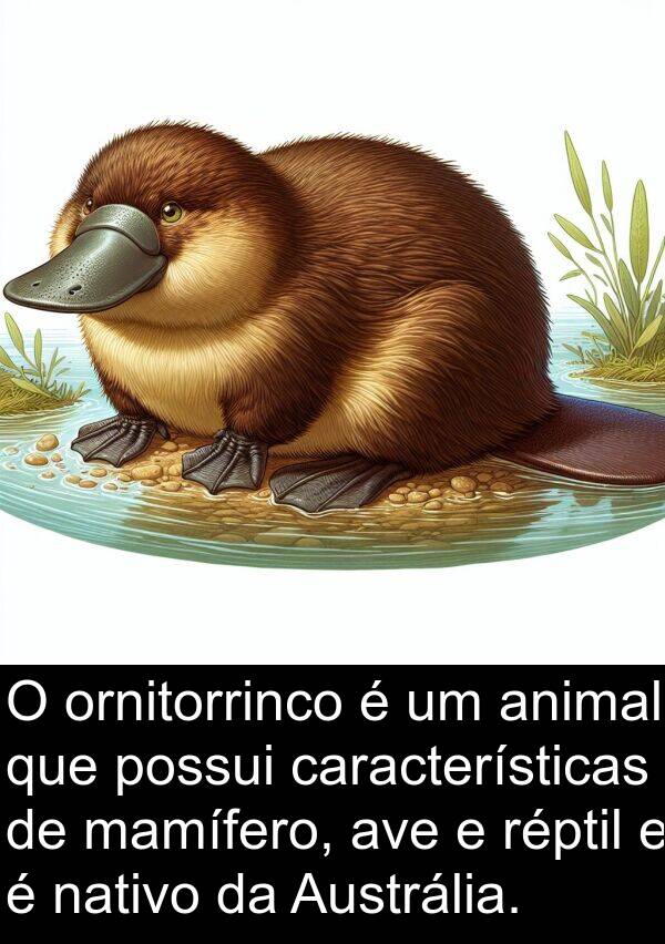 mamífero: O ornitorrinco é um animal que possui características de mamífero, ave e réptil e é nativo da Austrália.