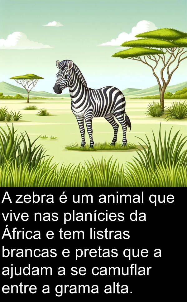 pretas: A zebra é um animal que vive nas planícies da África e tem listras brancas e pretas que a ajudam a se camuflar entre a grama alta.