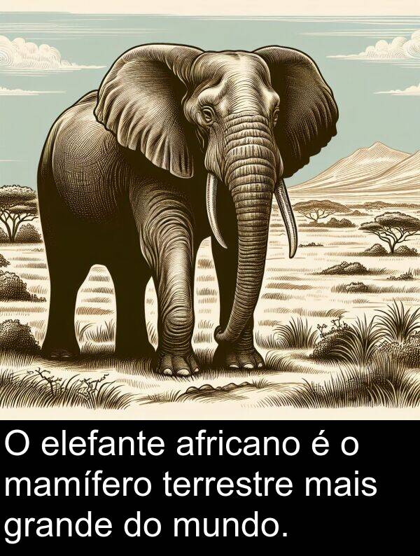 terrestre: O elefante africano é o mamífero terrestre mais grande do mundo.