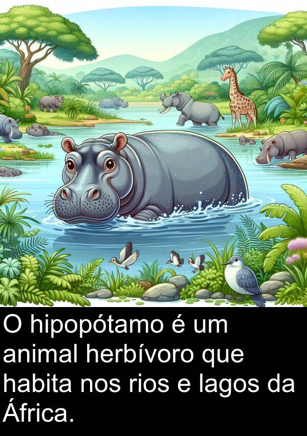 herbívoro: O hipopótamo é um animal herbívoro que habita nos rios e lagos da África.