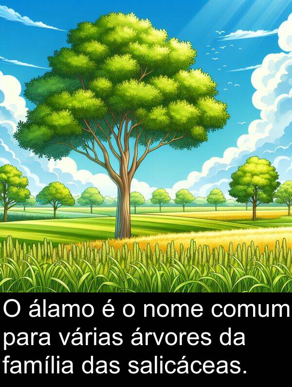 das: O álamo é o nome comum para várias árvores da família das salicáceas.