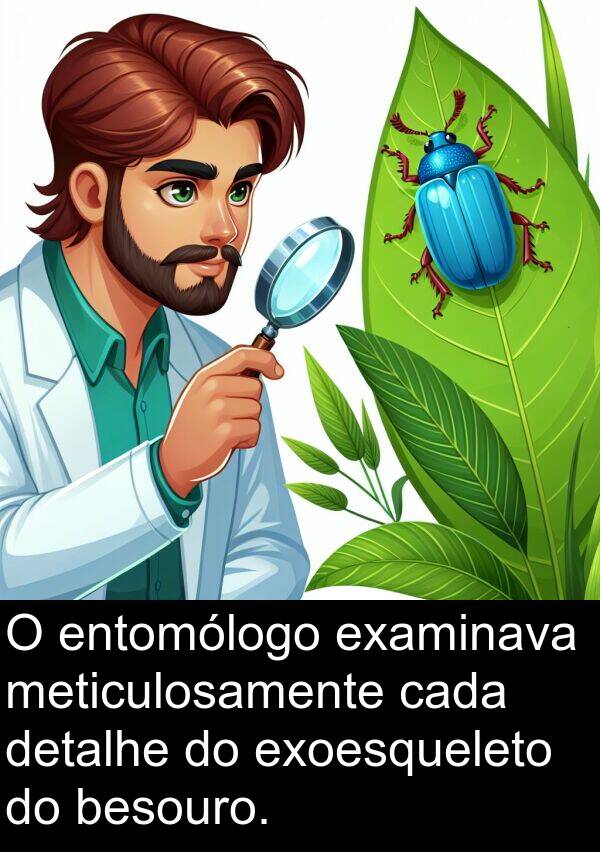 besouro: O entomólogo examinava meticulosamente cada detalhe do exoesqueleto do besouro.