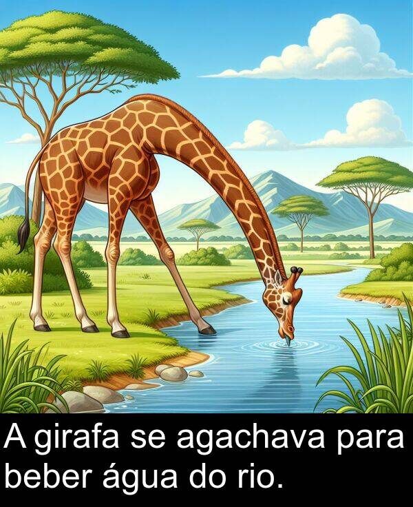 girafa: A girafa se agachava para beber água do rio.