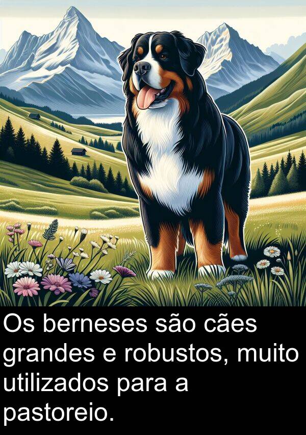 utilizados: Os berneses são cães grandes e robustos, muito utilizados para a pastoreio.