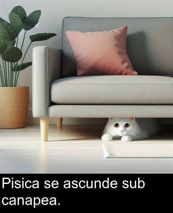 sub: Pisica se ascunde sub canapea.