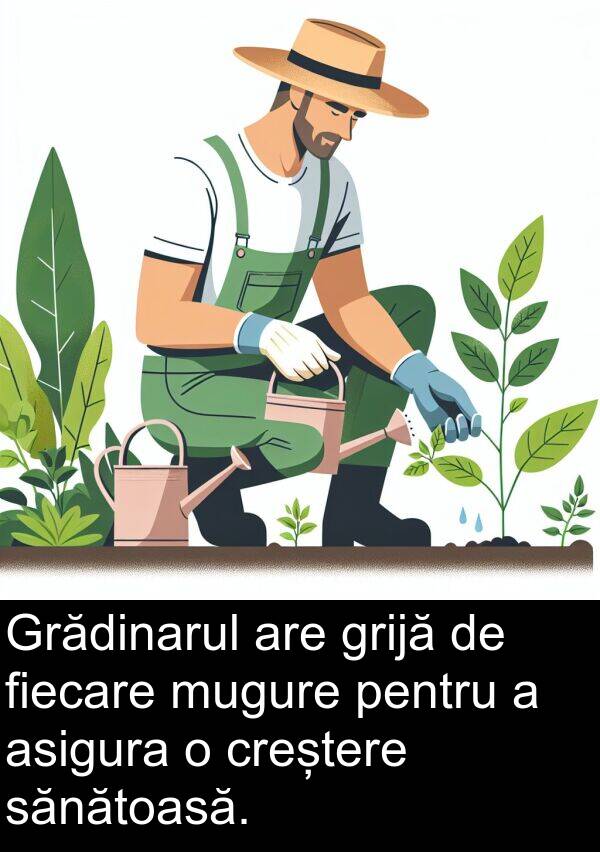 sănătoasă: Grădinarul are grijă de fiecare mugure pentru a asigura o creștere sănătoasă.