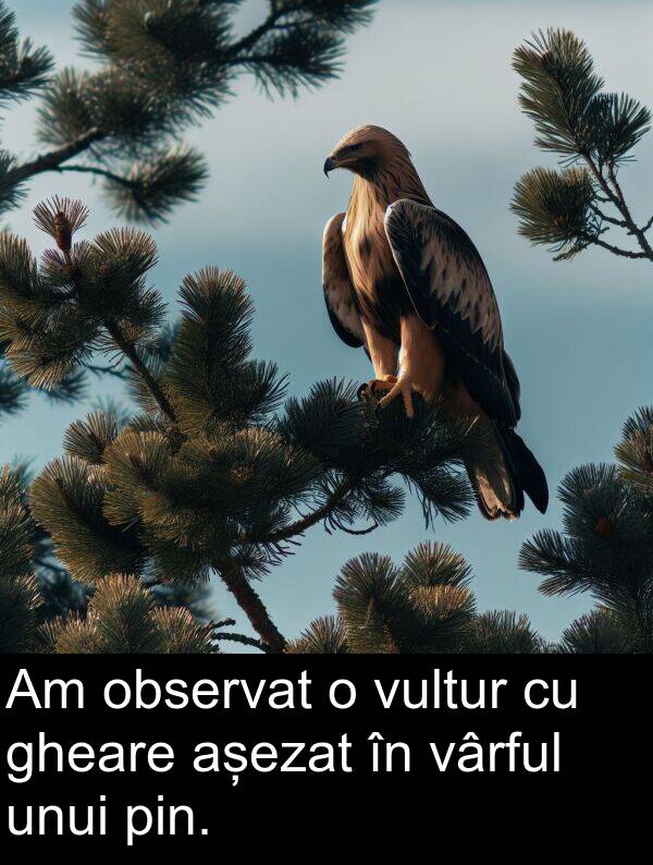 unui: Am observat o vultur cu gheare așezat în vârful unui pin.