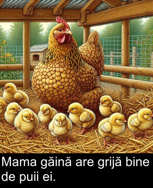 ei: Mama găină are grijă bine de puii ei.