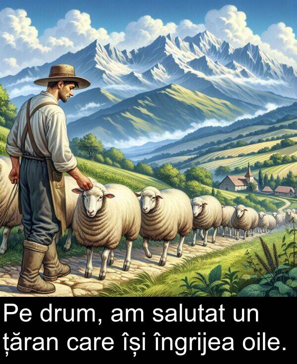 salutat: Pe drum, am salutat un țăran care își îngrijea oile.