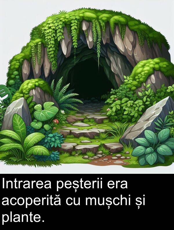 mușchi: Intrarea peșterii era acoperită cu mușchi și plante.