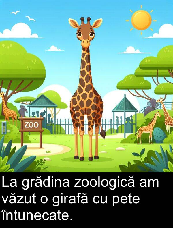 văzut: La grădina zoologică am văzut o girafă cu pete întunecate.