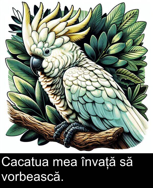 mea: Cacatua mea învață să vorbească.