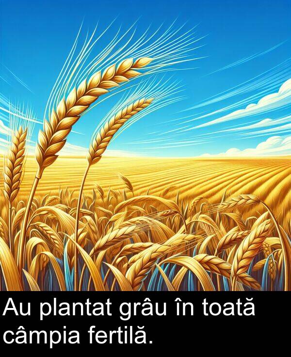 câmpia: Au plantat grâu în toată câmpia fertilă.