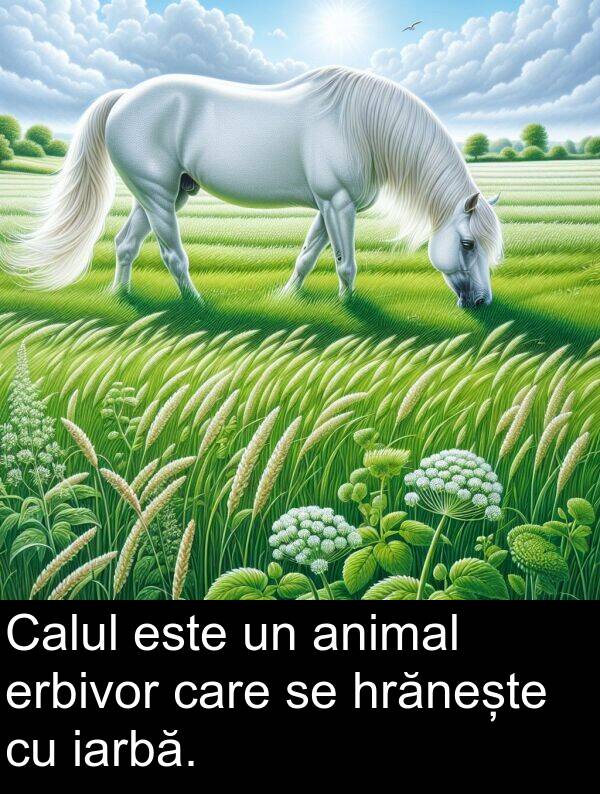 hrănește: Calul este un animal erbivor care se hrănește cu iarbă.