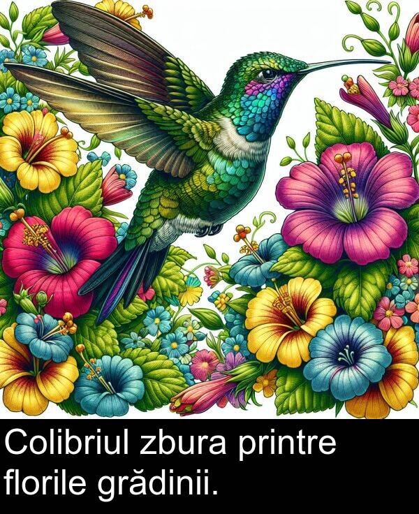 zbura: Colibriul zbura printre florile grădinii.