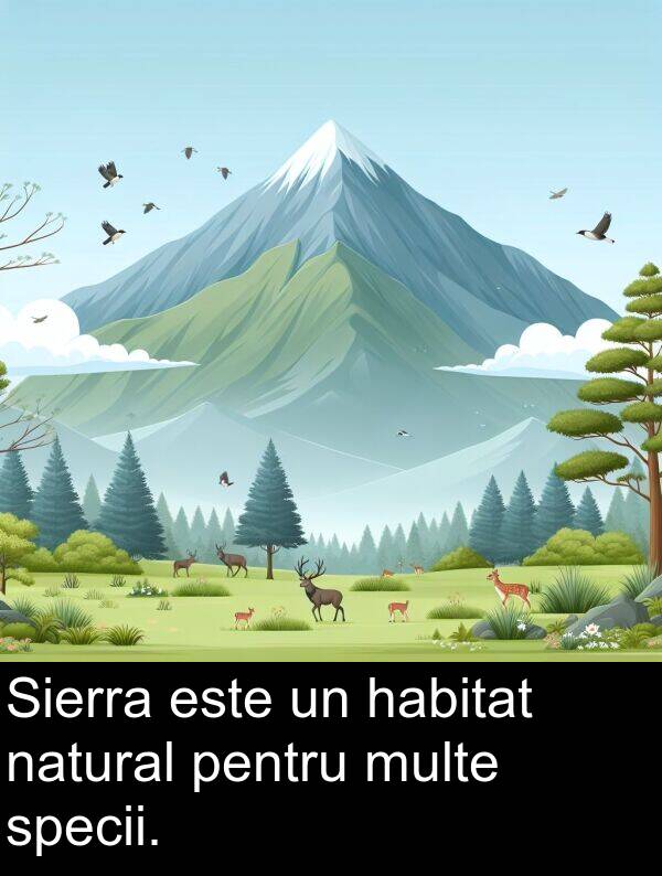 habitat: Sierra este un habitat natural pentru multe specii.