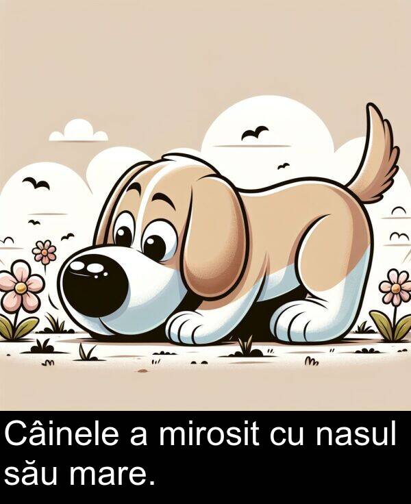 nasul: Câinele a mirosit cu nasul său mare.