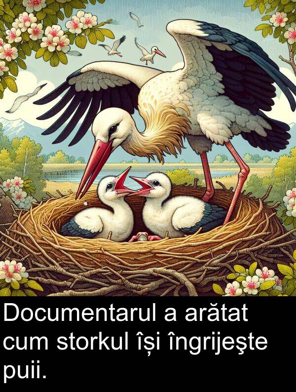 storkul: Documentarul a arătat cum storkul își îngrijeşte puii.