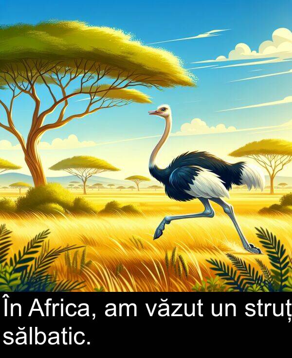 sălbatic: În Africa, am văzut un struț sălbatic.