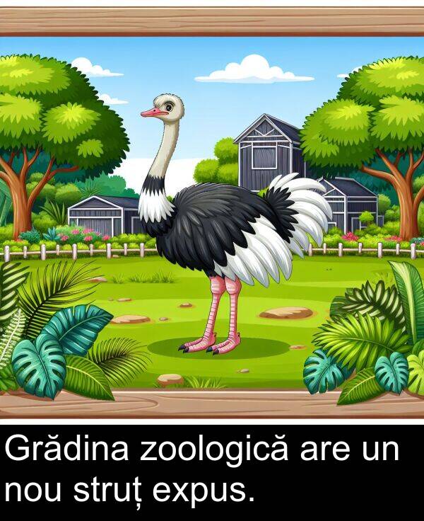 zoologică: Grădina zoologică are un nou struț expus.