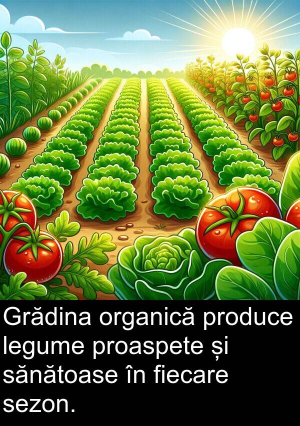 sănătoase: Grădina organică produce legume proaspete și sănătoase în fiecare sezon.