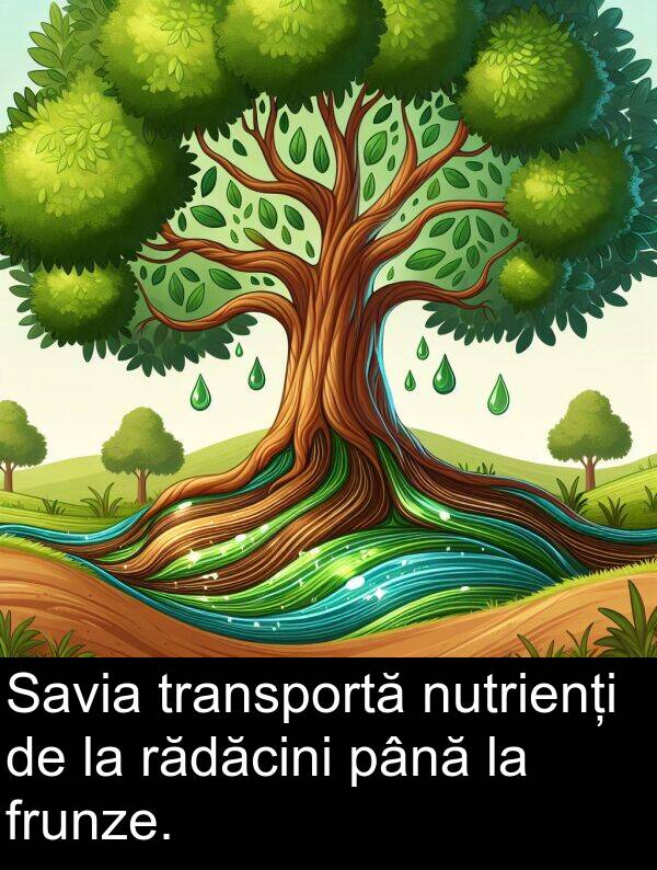 rădăcini: Savia transportă nutrienți de la rădăcini până la frunze.