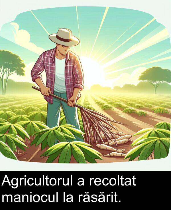 maniocul: Agricultorul a recoltat maniocul la răsărit.