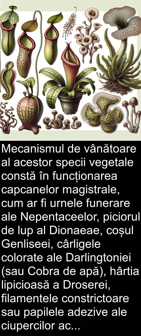 hârtia: Mecanismul de vânătoare al acestor specii vegetale constă în funcționarea capcanelor magistrale, cum ar fi urnele funerare ale Nepentaceelor, piciorul de lup al Dionaeae, coșul Genliseei, cârligele colorate ale Darlingtoniei (sau Cobra de apă), hârtia lipicioasă a Droserei, filamentele constrictoare sau papilele adezive ale ciupercilor acvatice de tip Zoofag.