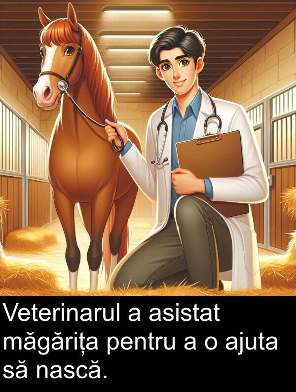 nască: Veterinarul a asistat măgărița pentru a o ajuta să nască.