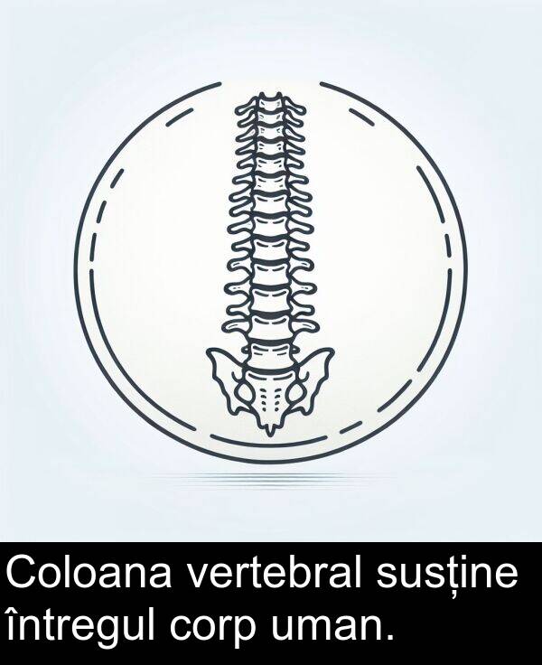 uman: Coloana vertebral susține întregul corp uman.