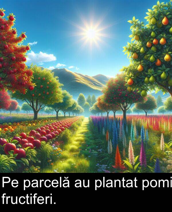 fructiferi: Pe parcelă au plantat pomi fructiferi.