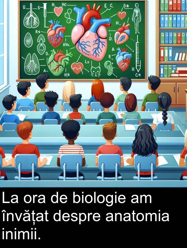 despre: La ora de biologie am învățat despre anatomia inimii.