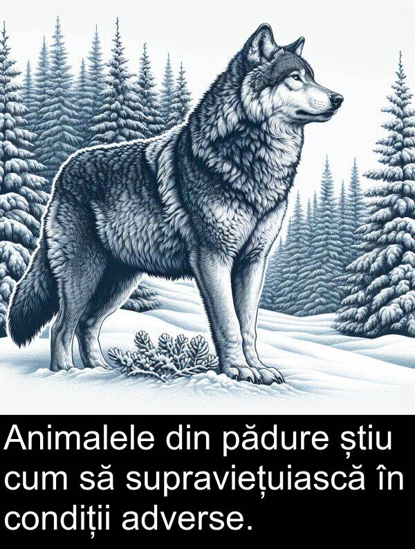 pădure: Animalele din pădure știu cum să supraviețuiască în condiții adverse.