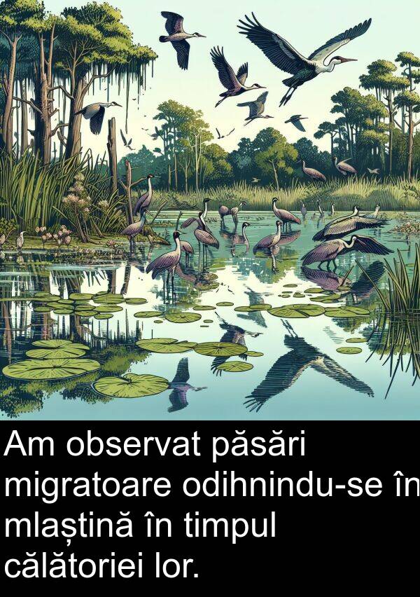 călătoriei: Am observat păsări migratoare odihnindu-se în mlaștină în timpul călătoriei lor.