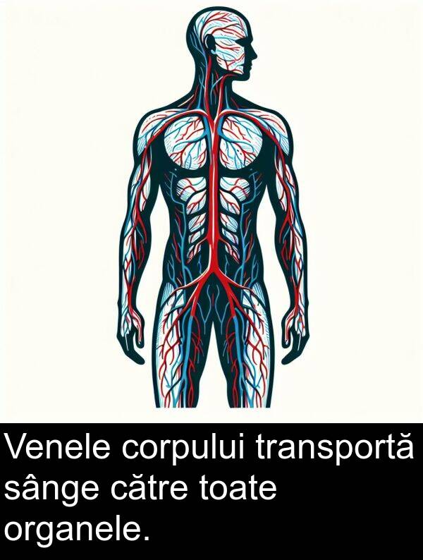 sânge: Venele corpului transportă sânge către toate organele.